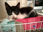 2 mooie lieve kittens (meisjes), Meerdere dieren, Kortharig, 0 tot 2 jaar