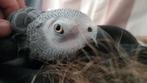 Lieve extreem tamme pratende grijze roodstaart papegaai, Dieren en Toebehoren, Vogels | Parkieten en Papegaaien, Mannelijk, Papegaai