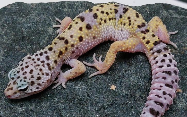 Luipaardgekko Eublepharis macularius luipaard gekko