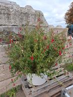 Prachtige Fuchsia Vaste Plant, Vaste plant, Halfschaduw, Zomer, Ophalen