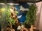 Terrarium met toebehoren, Dieren en Toebehoren, Reptielen en Amfibieën | Toebehoren, Ophalen, Zo goed als nieuw, Terrarium of Paludarium