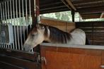 weidegang/stalling orientatie, Dieren en Toebehoren, Stalling en Weidegang, Weidegang, 1 paard of pony