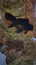 Zwarte Sluierstaart vrouw 2 jaar, Dieren en Toebehoren, Vissen | Aquariumvissen, Vis