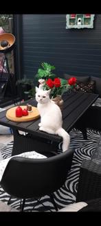 Brit korthaar kitten, Dieren en Toebehoren