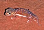 Gezocht: Fat tail gecko en / of Knob tail gecko, Overige soorten