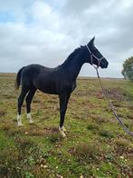 Hengst veulen Expactation PS x Indian Rock x Desperados, Dieren en Toebehoren, Paarden, Hengst, Niet van toepassing, Minder dan 160 cm
