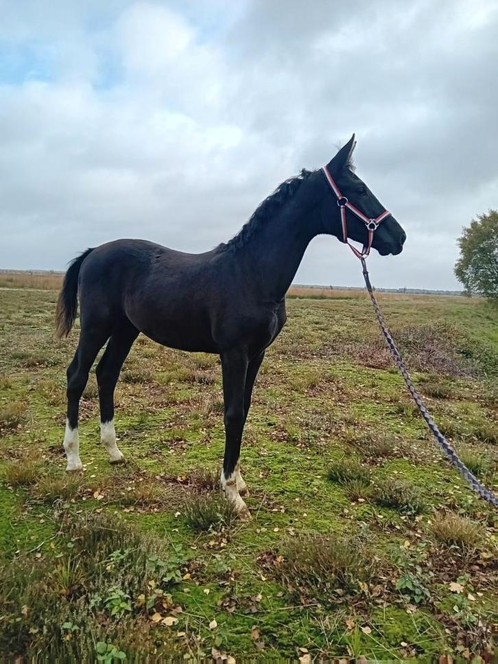 Hengst veulen Expactation PS x Indian Rock x Desperados, Dieren en Toebehoren, Paarden, Hengst, Niet van toepassing, Minder dan 160 cm