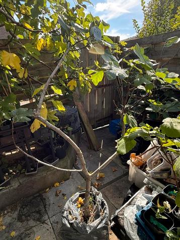Vijgenboom Ghadanne 1,7m hoog 4 jaar oud beschikbaar voor biedingen