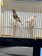Te koop kweekkoppels harlekijn kanaries, Meerdere dieren, Postuurkanarie