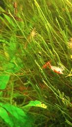 Gemengde kleuren garnalen, Dieren en Toebehoren, Vissen | Aquariumvissen