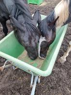 Verzorger/ bijrijder gezocht, Dieren en Toebehoren, Paarden en Pony's | Overige Paardenspullen, Ophalen of Verzenden, Nieuw, Overige soorten