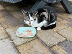 Kat gevonden Grootebroek, Dieren en Toebehoren, Vermiste en Gevonden Dieren, Kat