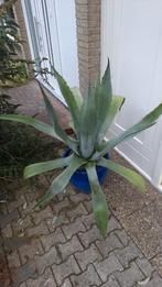 Agave americana, Ophalen, Bloeit niet, Overige soorten, Volle zon