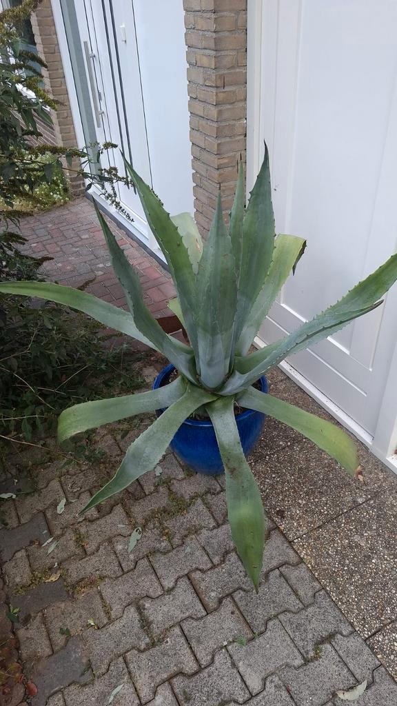 Agave americana, Tuin en Terras, Planten | Tuinplanten, Overige soorten, Volle zon, Bloeit niet, Ophalen
