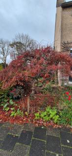 Japanse Esdoorn - Zelf Uitgraven!, Ophalen, Bloeit niet, Halfschaduw, Overige soorten