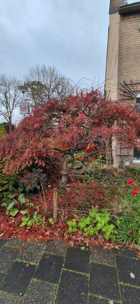 Japanse Esdoorn - Zelf Uitgraven!, Tuin en Terras, Planten | Bomen, Overige soorten, 100 tot 250 cm, Halfschaduw, Bloeit niet