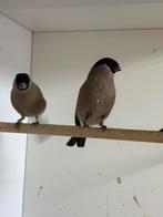 Losse noorse goudvinken poppen, Dieren en Toebehoren, Vogels | Overige Vogels, Vrouwelijk, Wildzangvogel