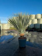 Actie! Yucca rostrata – Groot formaat, Verzenden, Overige soorten, Halfschaduw