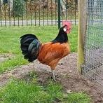 Vorwerk haan kriel, Dieren en Toebehoren, Mannelijk, Kip