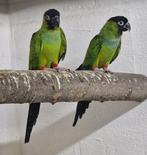 Broedkoppel Aratinga Nenday, Dieren en Toebehoren, Meerdere dieren, Parkiet, Geringd