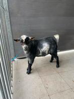 Mini geit, Dieren en Toebehoren, Mannelijk, Geit