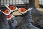 Verschillende soorten fazanten I deskundig advies, Meerdere dieren, Overige soorten