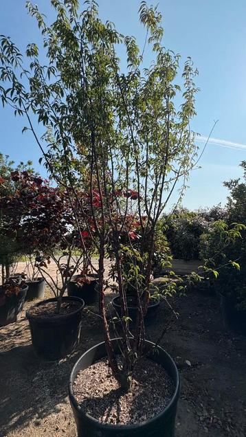 Prunus serrula tibetaanse Meerstammige Sierkersen bomen beschikbaar voor biedingen