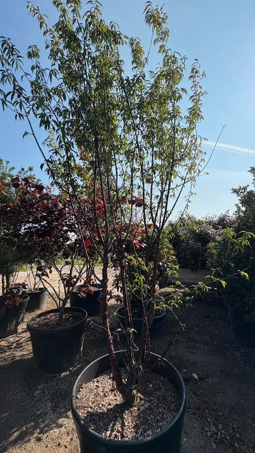 Prunus serrula tibetaanse Meerstammige Sierkersen bomen, Tuin en Terras, Planten | Fruitbomen, Lente, Ophalen of Verzenden