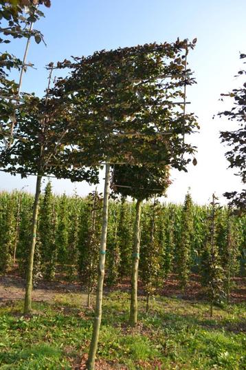 Groene lei beuk (Fagus Sylvatica) beschikbaar voor biedingen