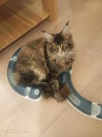 Russische Maine Coon kittens  met stamboom, Dieren en Toebehoren, Katten en Kittens | Raskatten | Langhaar, Meerdere dieren, Gechipt