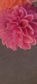Dahlia Knol - Prachtige Bloemen roze, Overige soorten, Volle zon, Vaste plant, Ophalen of Verzenden