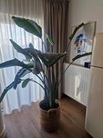 Strelitzia kamerplant met pot, Huis en Inrichting, Kamerplanten, Ophalen, Overige soorten