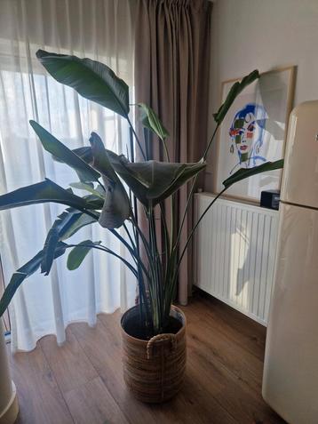 Strelitzia kamerplant met pot  beschikbaar voor biedingen