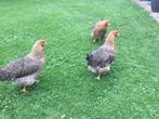 3 hennen en 1 haan., Dieren en Toebehoren, Pluimvee, Vrouwelijk, Kip