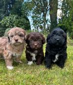 Mini labradoodle x Boomer pups, Dieren en Toebehoren, Honden | Chihuahua's en Gezelschapshonden, Nederland, Overige rassen, 8 tot 15 weken