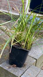 Carex siergras, Tuin en Terras, Planten | Tuinplanten, Halfschaduw, Vaste plant, Siergrassen, Ophalen