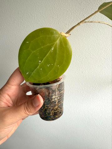 Hoya verticillata - rooted cutting beschikbaar voor biedingen