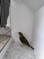Koppel groenlingen, bont x wildkleur, Meerdere dieren, Wildzangvogel, Geringd
