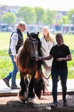 Ter dekking tinker / irish cob valk hengst, Hengst