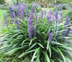 Liriope Muscari ‘Big Blue’ – Wintergroene Bodembedekker, Tuin en Terras, Planten | Tuinplanten, Ophalen of Verzenden, Zomer, Bodembedekkers