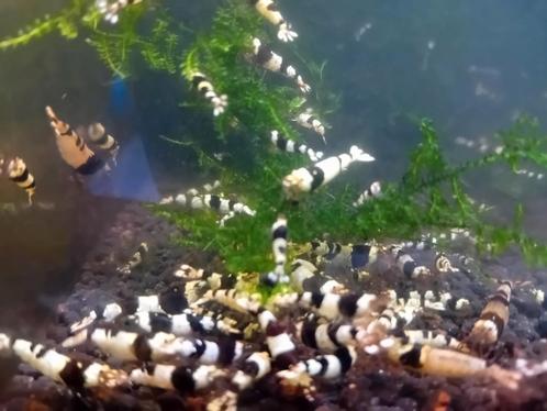 Crystal Black garnalen, Dieren en Toebehoren, Vissen | Aquariumvissen, Zoetwatervis, Kreeft, Krab of Garnaal