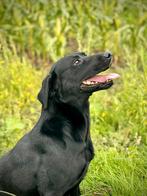 labrador dekreu (met stamboom), Dieren en Toebehoren, Honden | Dekreuen, Reu, Eén hond, 3 tot 5 jaar, Rabiës (hondsdolheid)