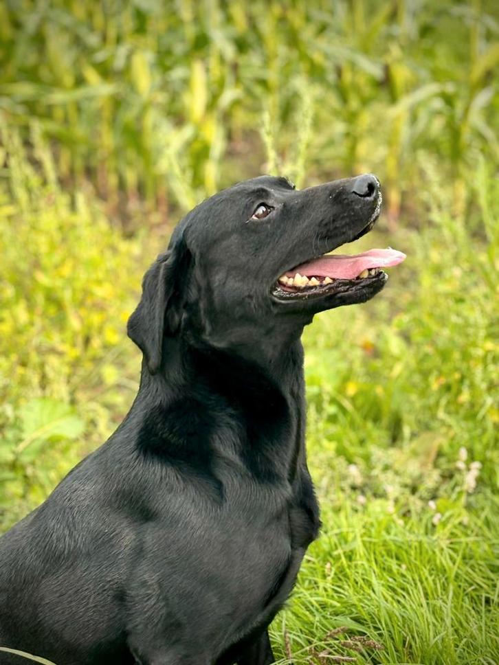 labrador dekreu (met stamboom), Dieren en Toebehoren, Honden | Dekreuen, Reu, Fokker | Hobbymatig, Eén hond, Nederland, 3 tot 5 jaar