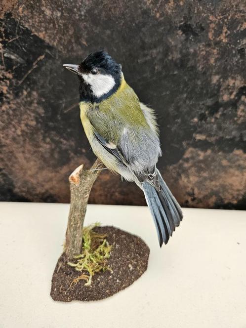 Prachtige opgezette koolmees met gesloten ring, Verzamelen, Dierenverzamelingen, Nieuw, Opgezet dier, Vogel, Verzenden