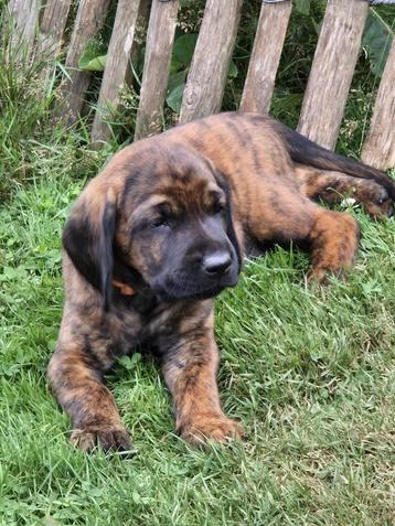 Knappe labrador x beierse bergzweethond mix beschikbaar voor biedingen