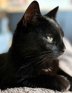 WARM NESTJE GEZOCHT MET SPOED, Dieren en Toebehoren, Poes