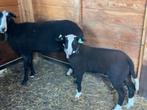 Zwartbles schaap, Dieren en Toebehoren, Schapen, Geiten en Varkens, Mannelijk, Schaap, 0 tot 2 jaar