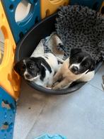 Kruising labrador / friese stabij, 8 tot 15 weken, Labrador retriever, Meerdere, Meerdere dieren
