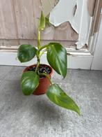 Philodendron White Wizzard stek - Zonder Variegata, Overige soorten, In pot, Minder dan 100 cm, Groene kamerplant