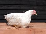 broedeieren en kuikens leghorn, Dieren en Toebehoren, Pluimvee, Geslacht onbekend, Kip